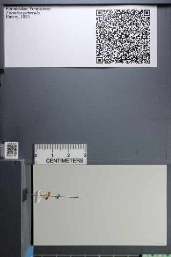 Media type: image;   Entomology 522612